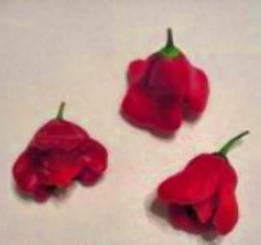 Peri Peri Hot Pepper HP476-10